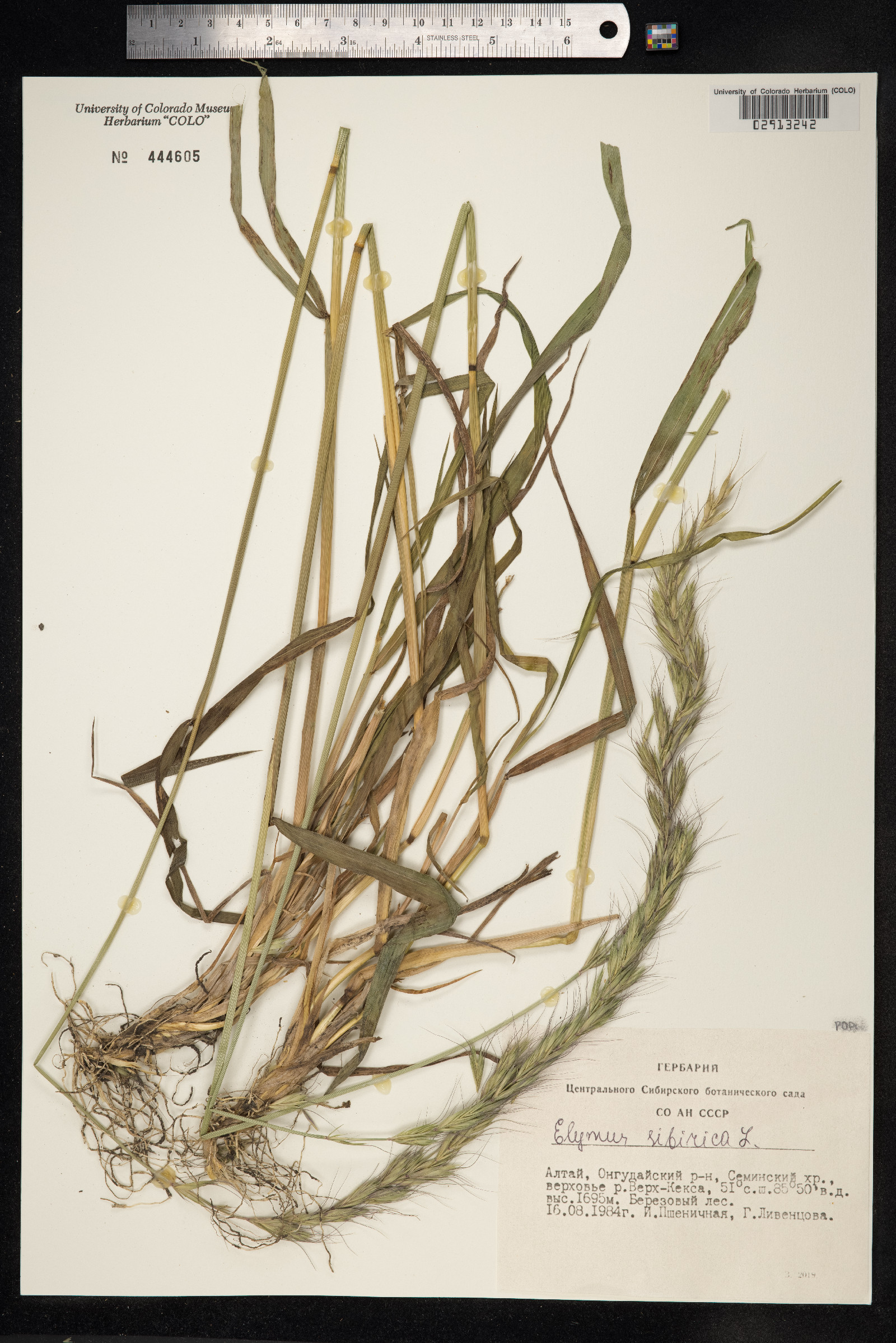 Elymus sibiricus image