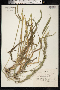 Elymus sibiricus image