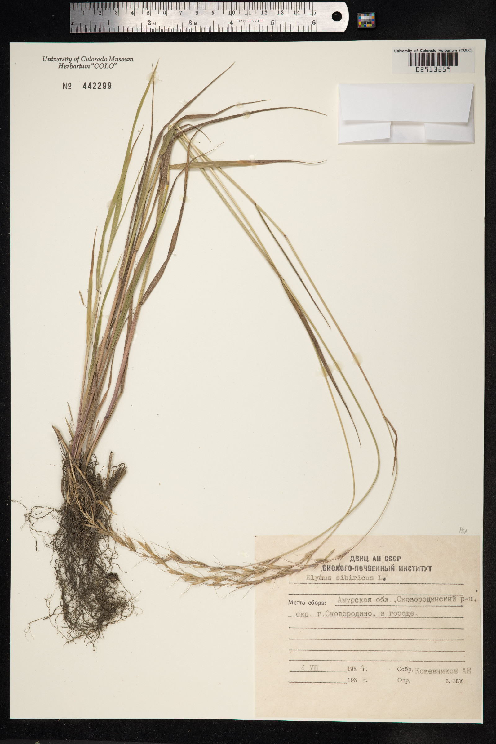 Elymus sibiricus image