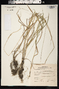 Elymus sibiricus image