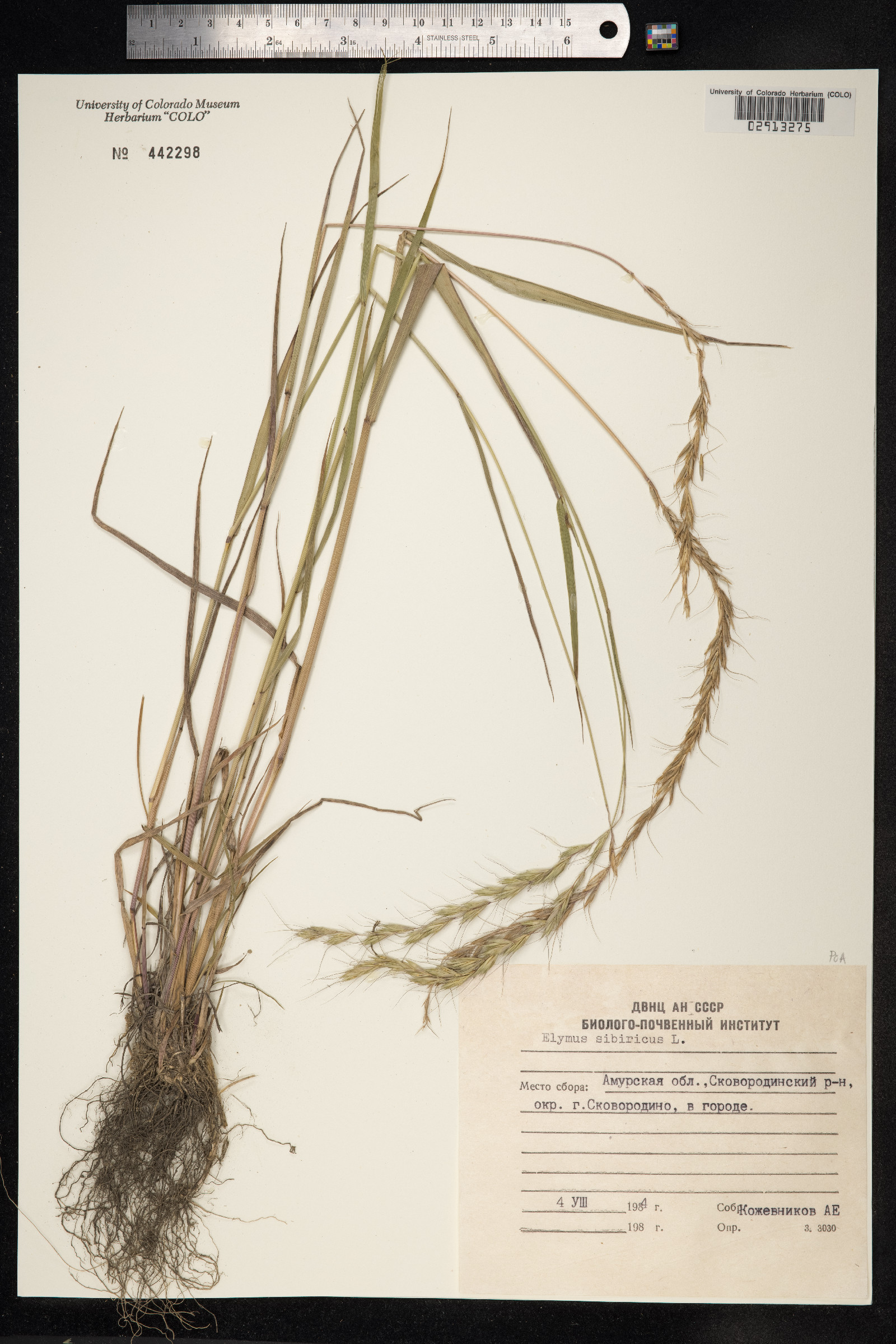 Elymus sibiricus image