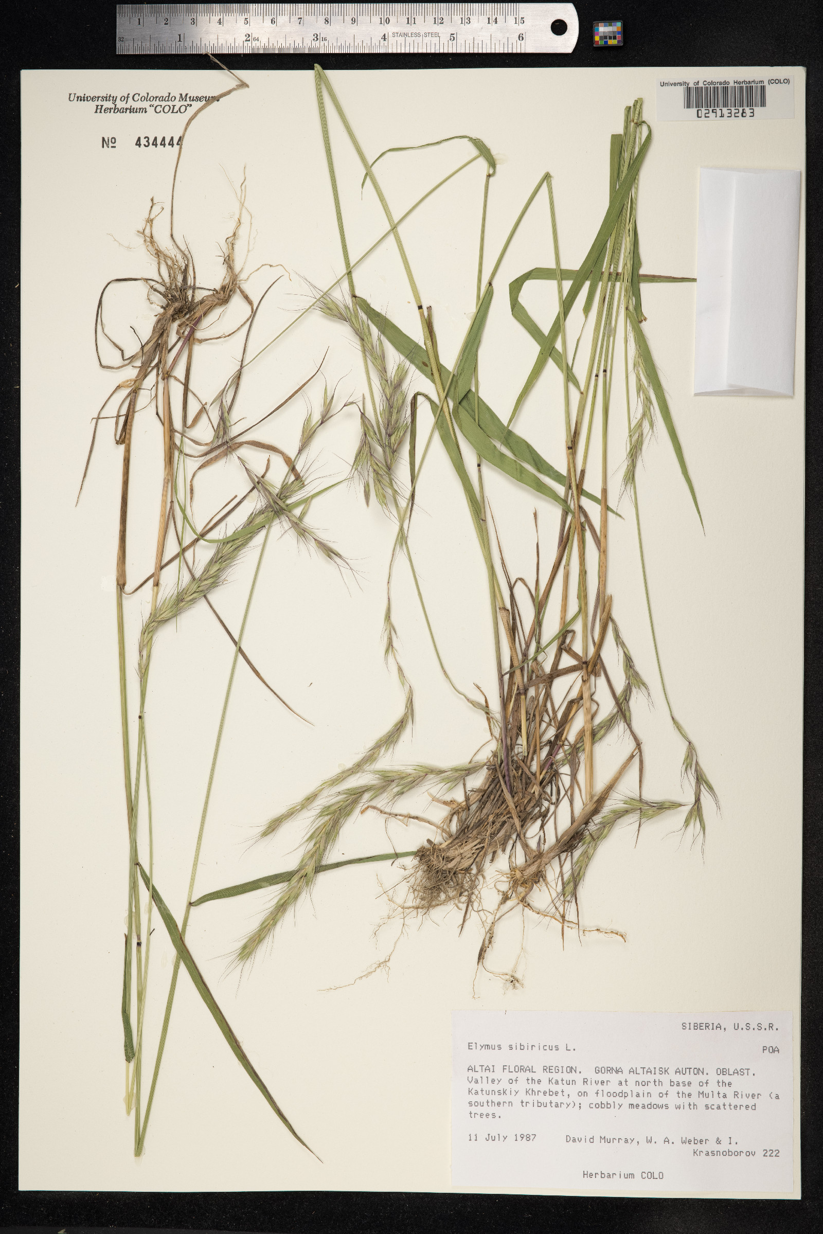 Elymus sibiricus image