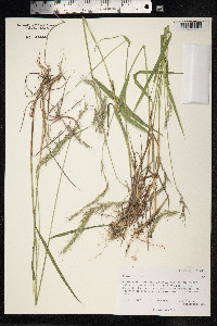 Elymus sibiricus image