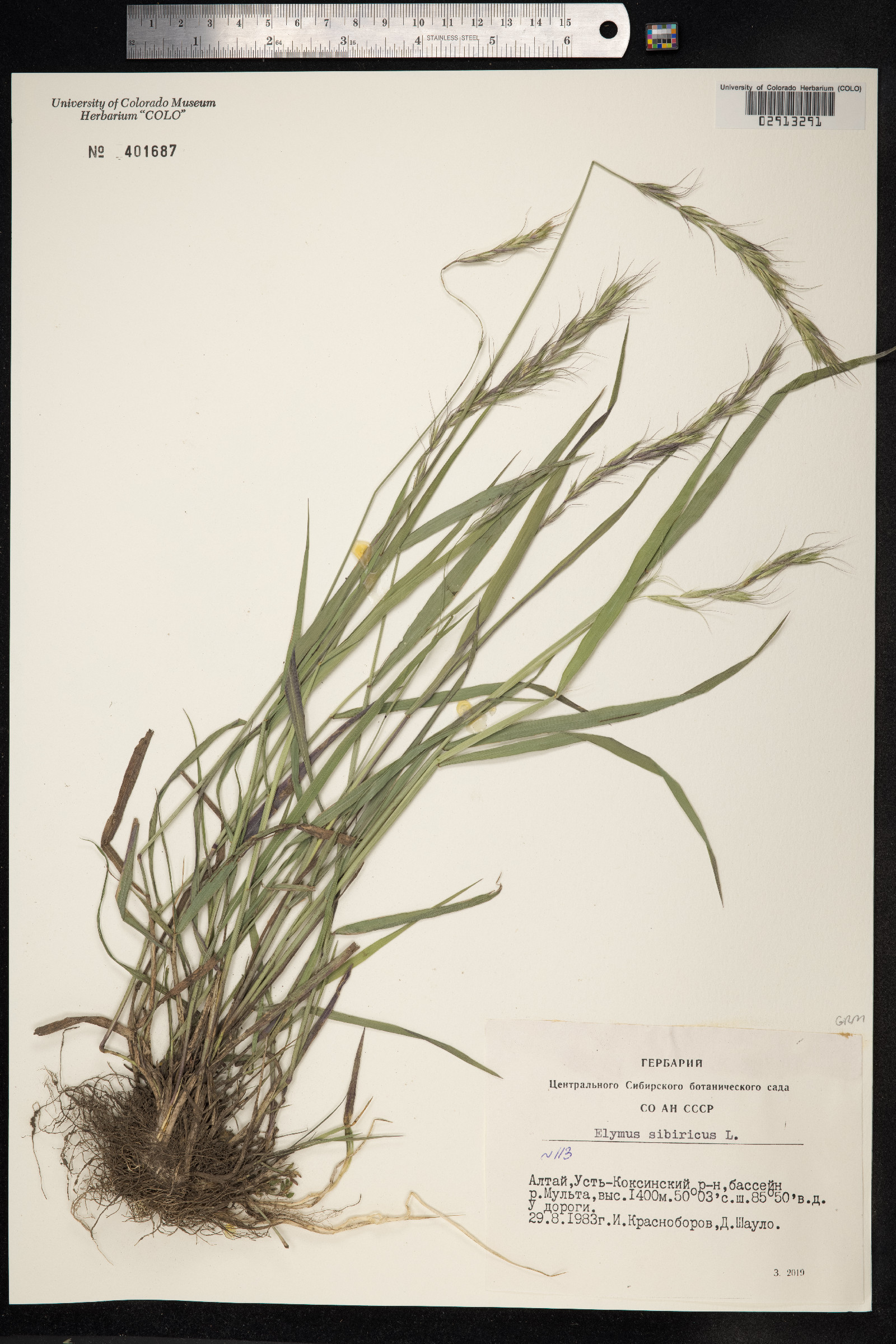 Elymus sibiricus image