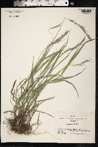 Elymus sibiricus image