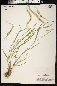 Elymus sibiricus image