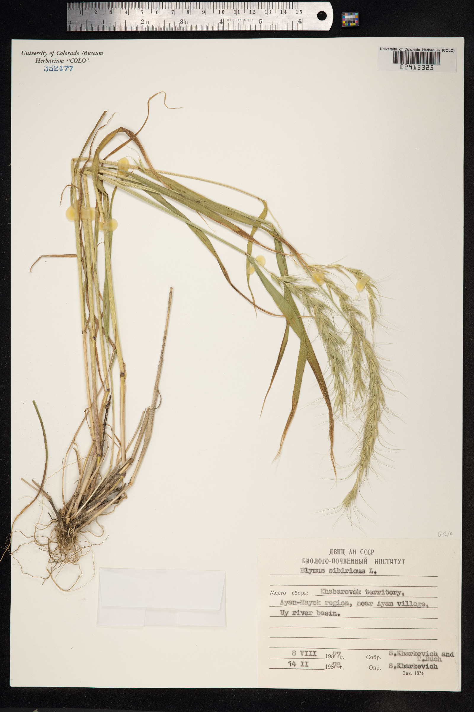 Elymus sibiricus image