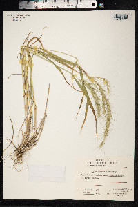 Elymus sibiricus image