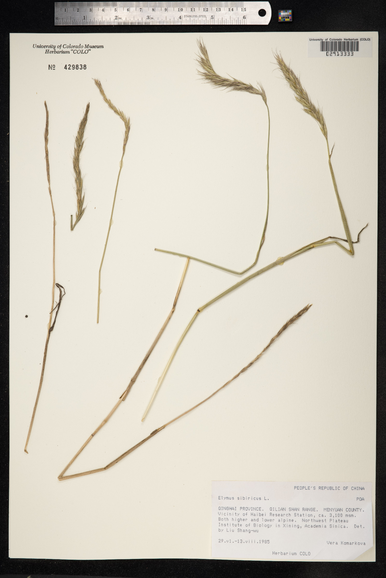 Elymus sibiricus image