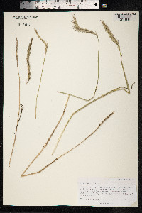 Elymus sibiricus image