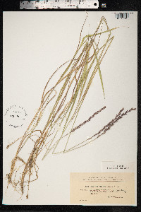 Roegneria fibrosa image