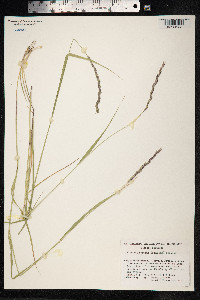 Roegneria fibrosa image