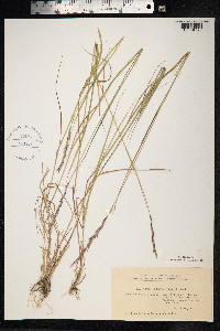 Roegneria fibrosa image