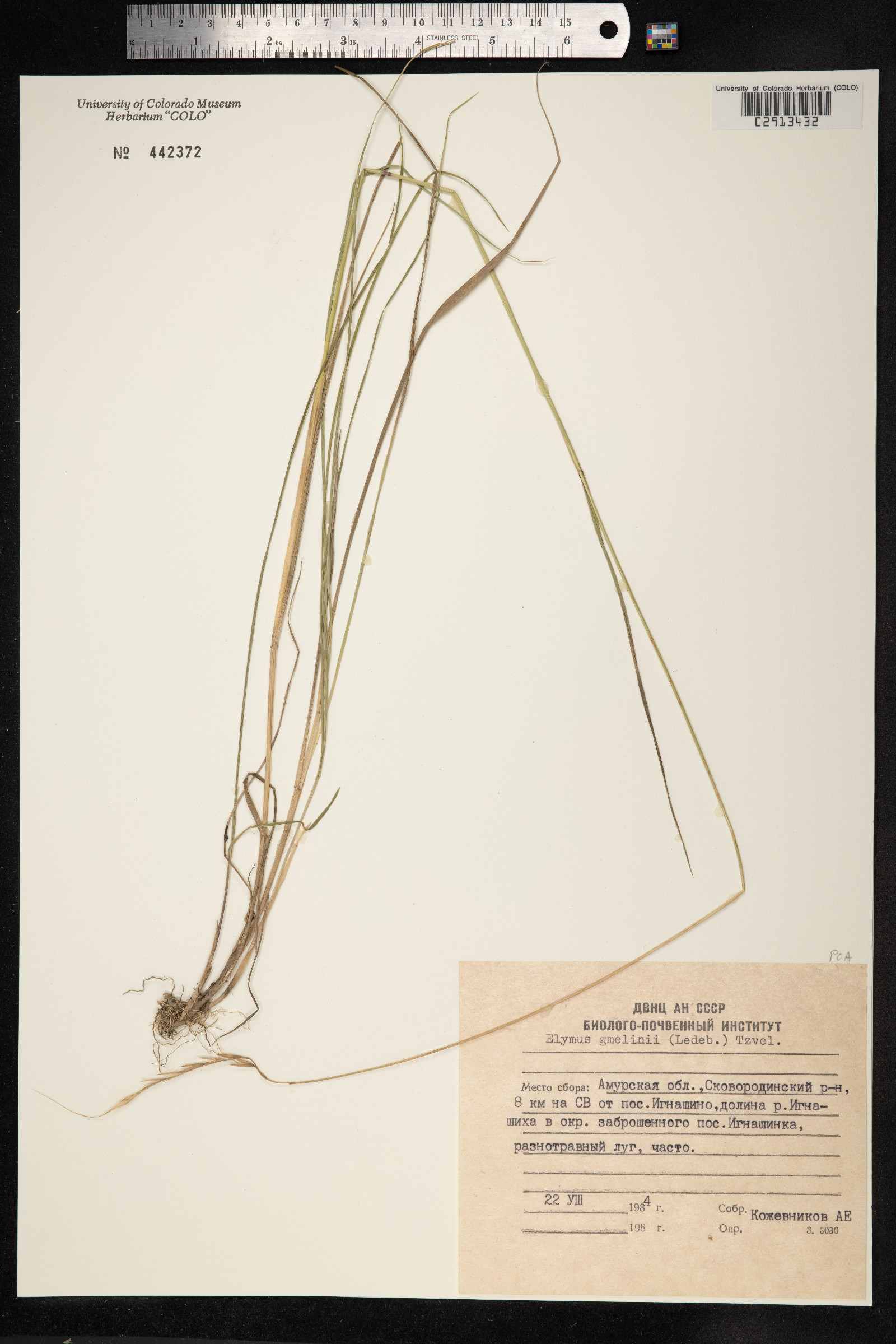 Elymus gmelinii image