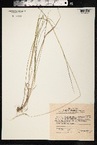 Elymus gmelinii image