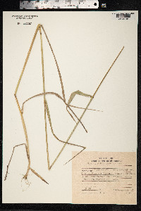 Elymus gmelinii image