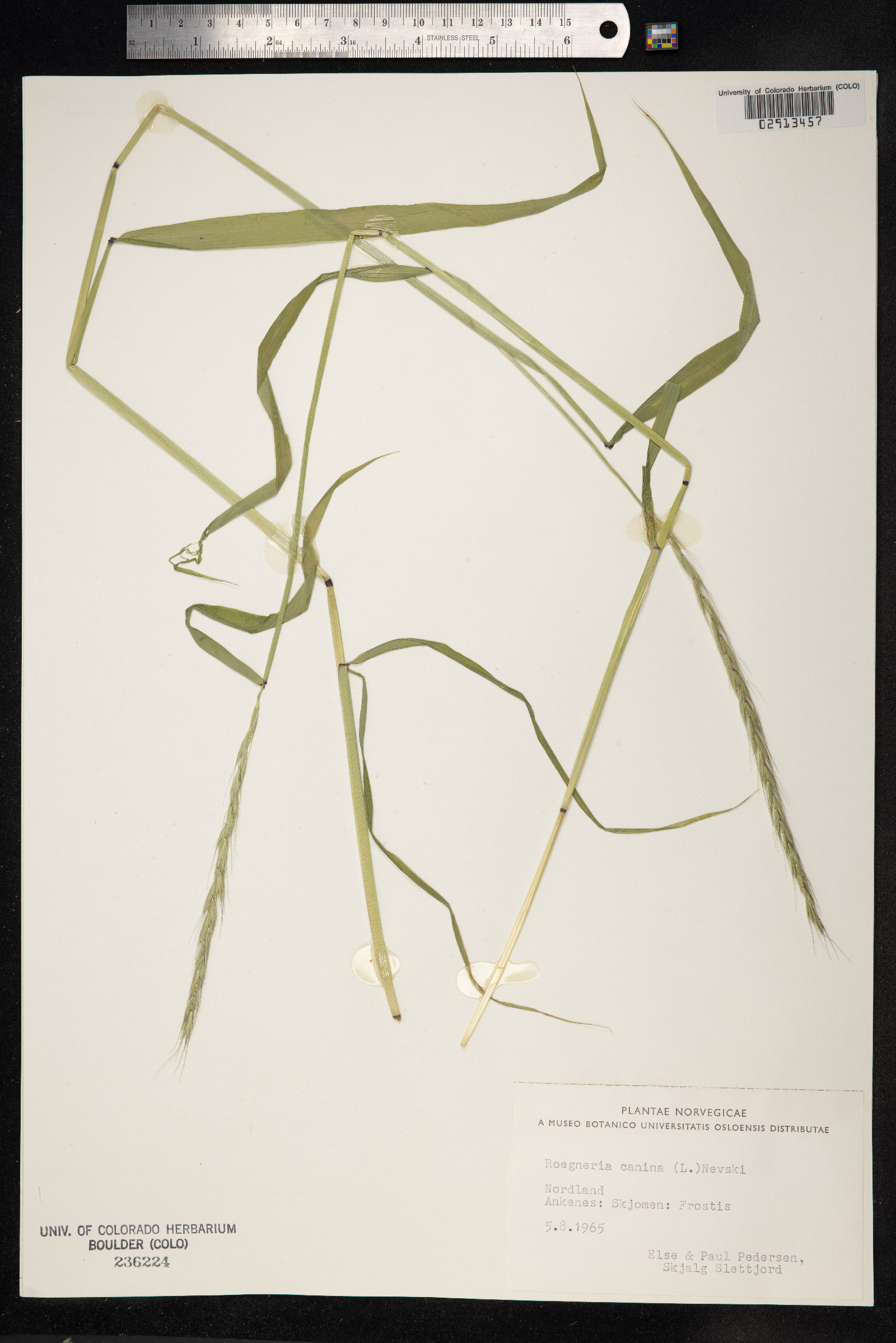 Elymus caninus image