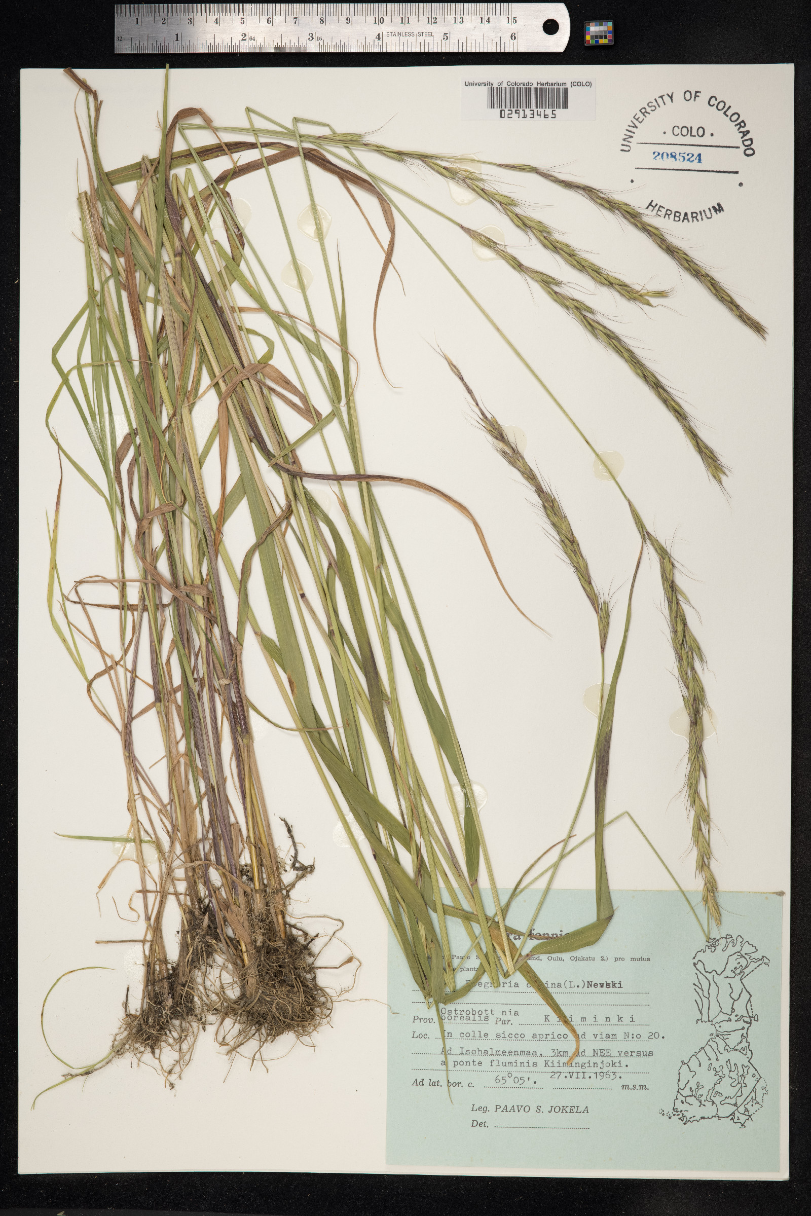 Elymus caninus image