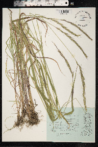 Elymus caninus image