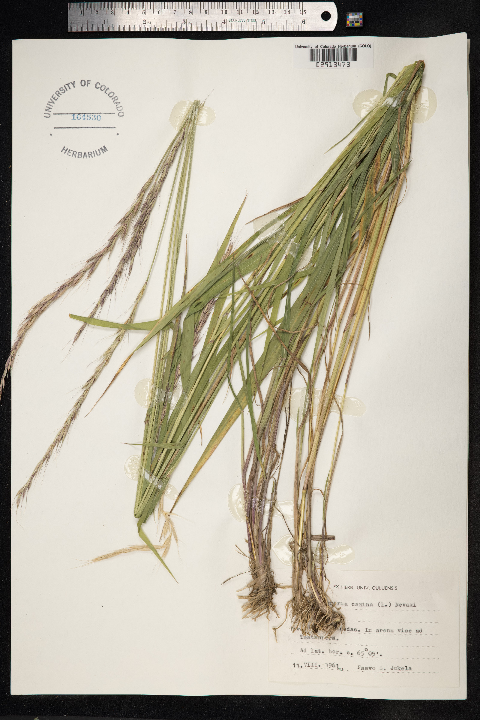 Elymus caninus image