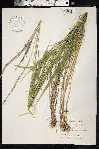 Elymus caninus image