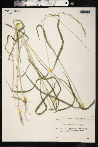 Elymus caninus image