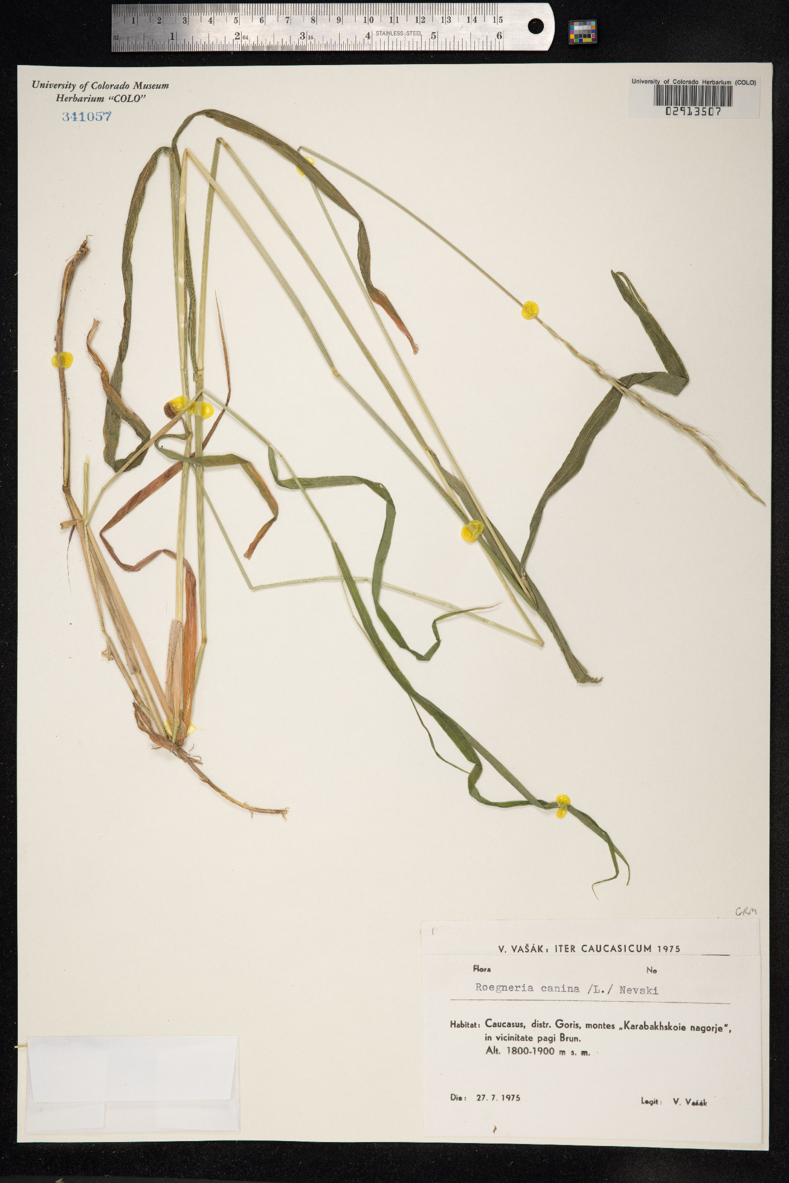 Elymus caninus image