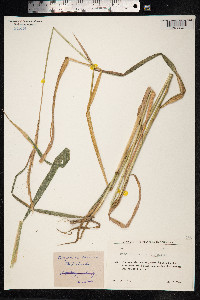 Elymus caninus image