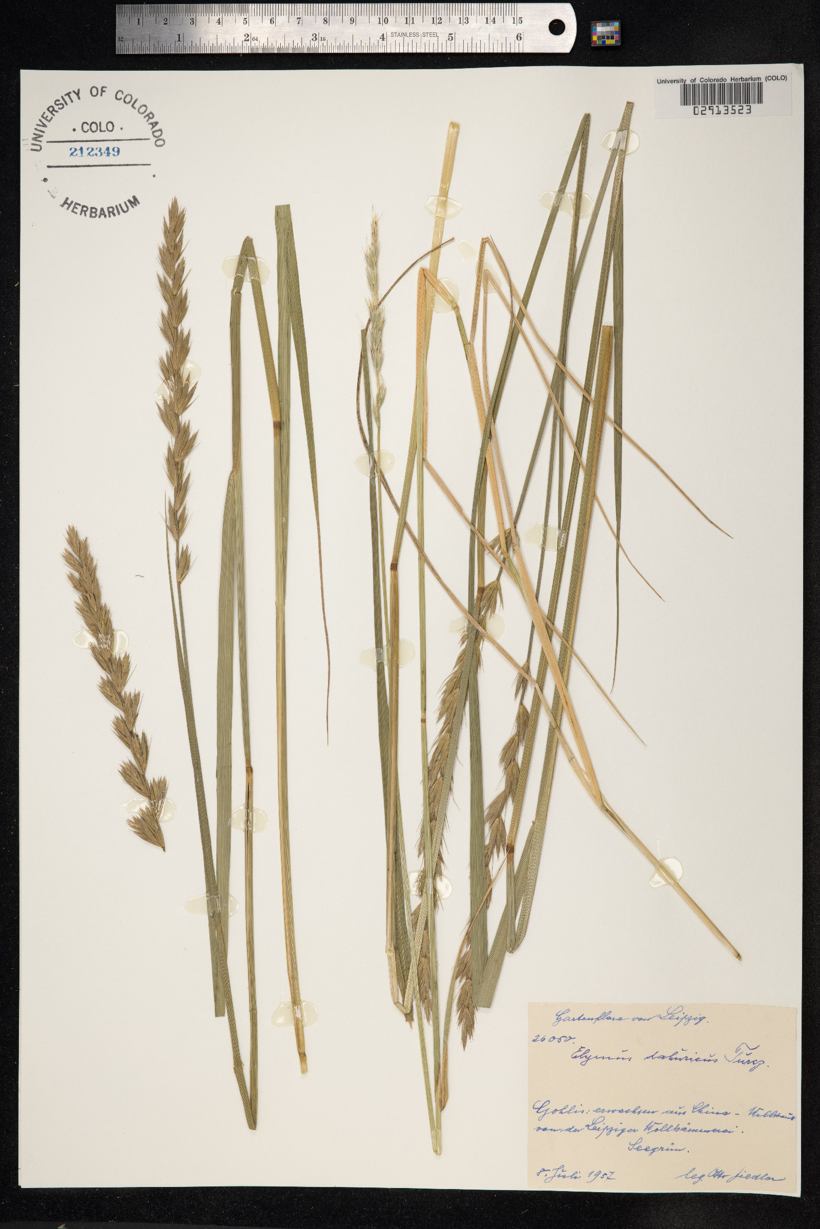 Elymus dahuricus image