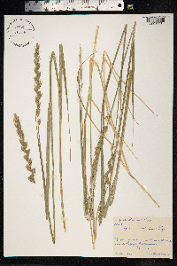 Elymus dahuricus image