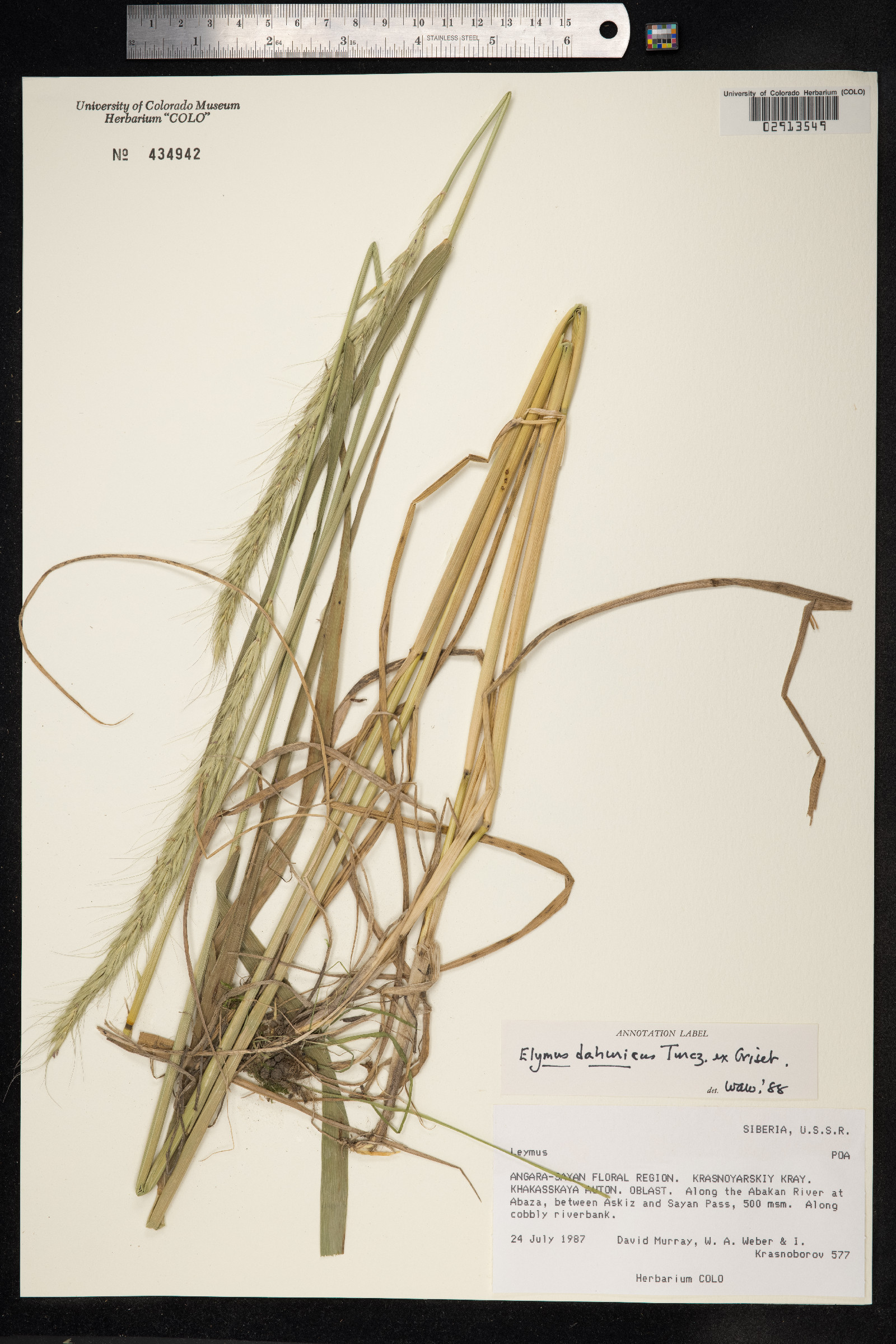Elymus dahuricus image