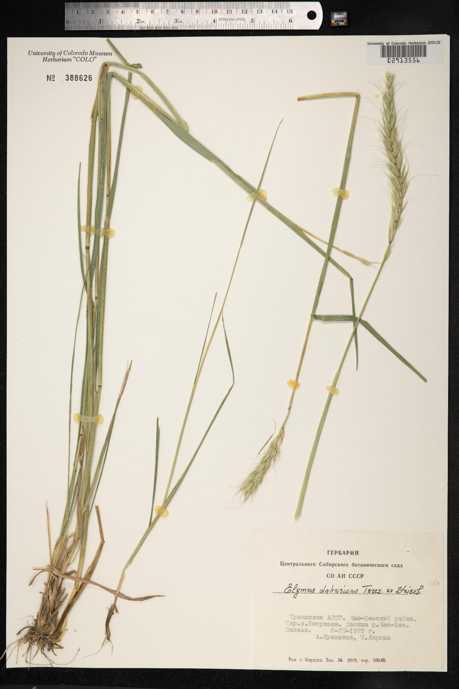 Elymus dahuricus image