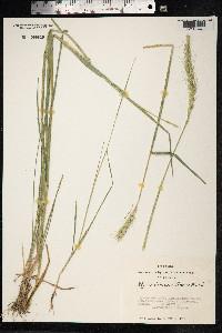Elymus dahuricus image