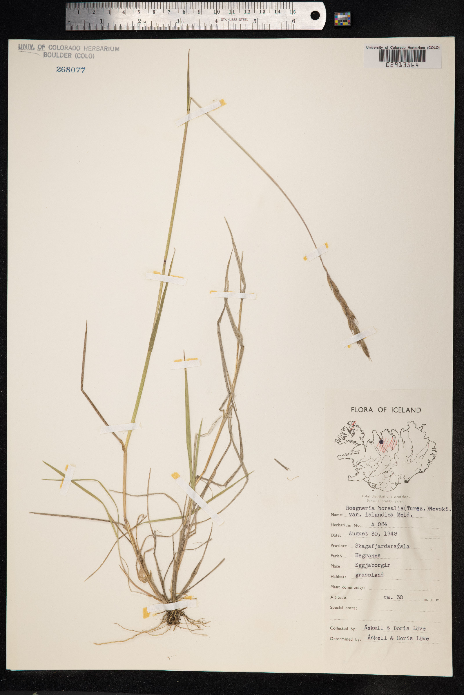 Elymus alaskanus image
