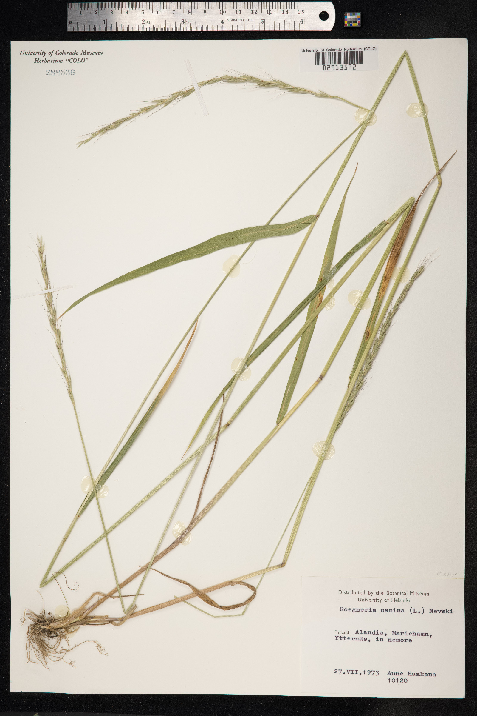 Elymus caninus image