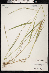 Elymus caninus image