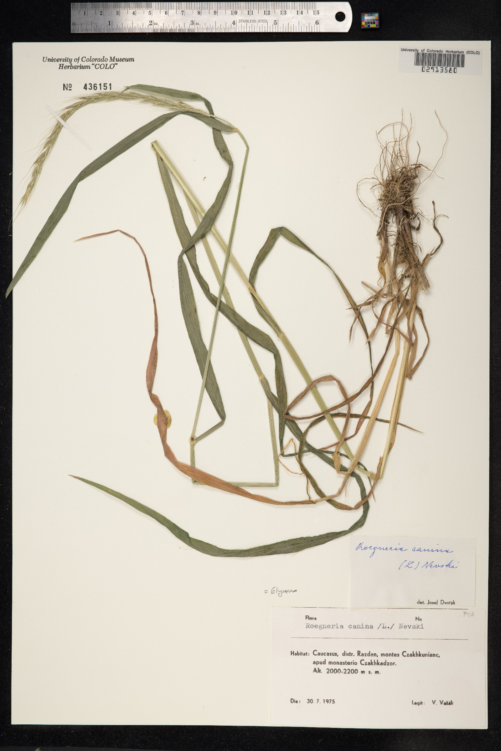 Elymus caninus image