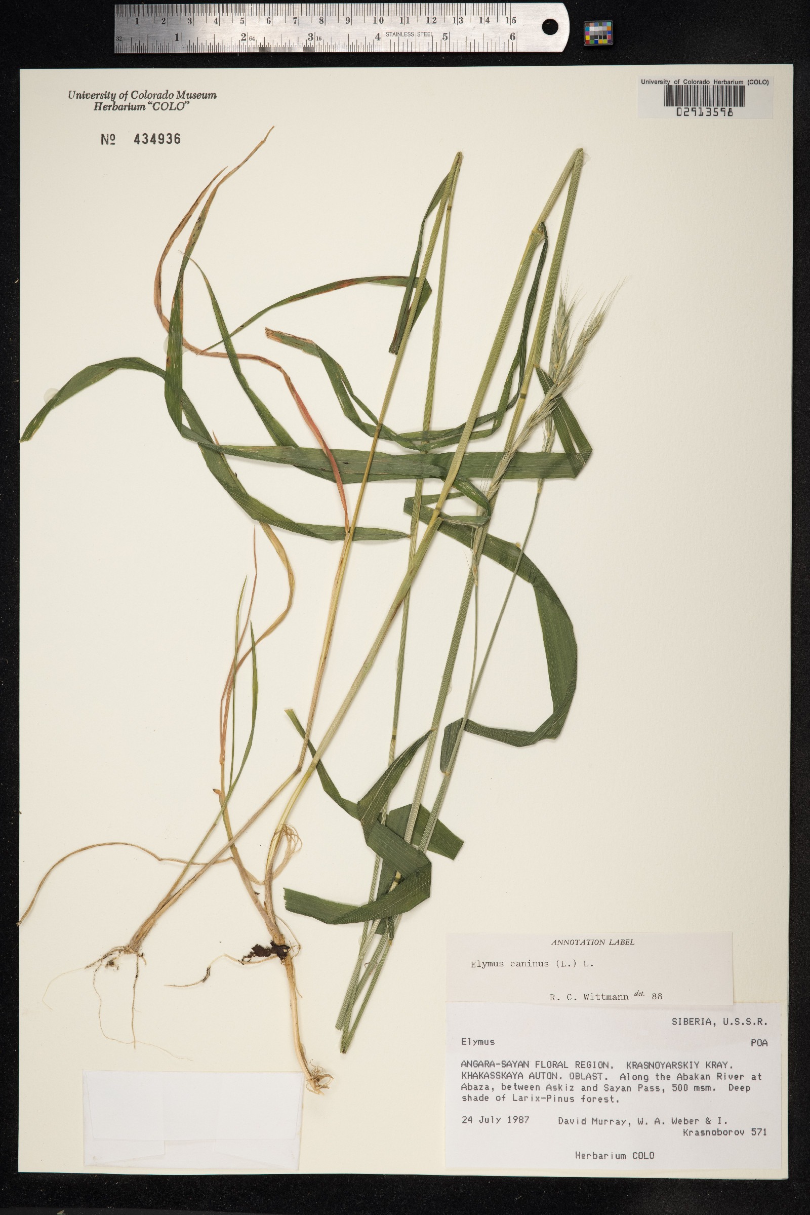Elymus caninus image