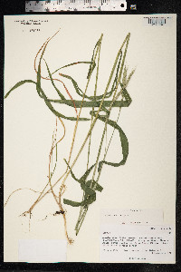 Elymus caninus image