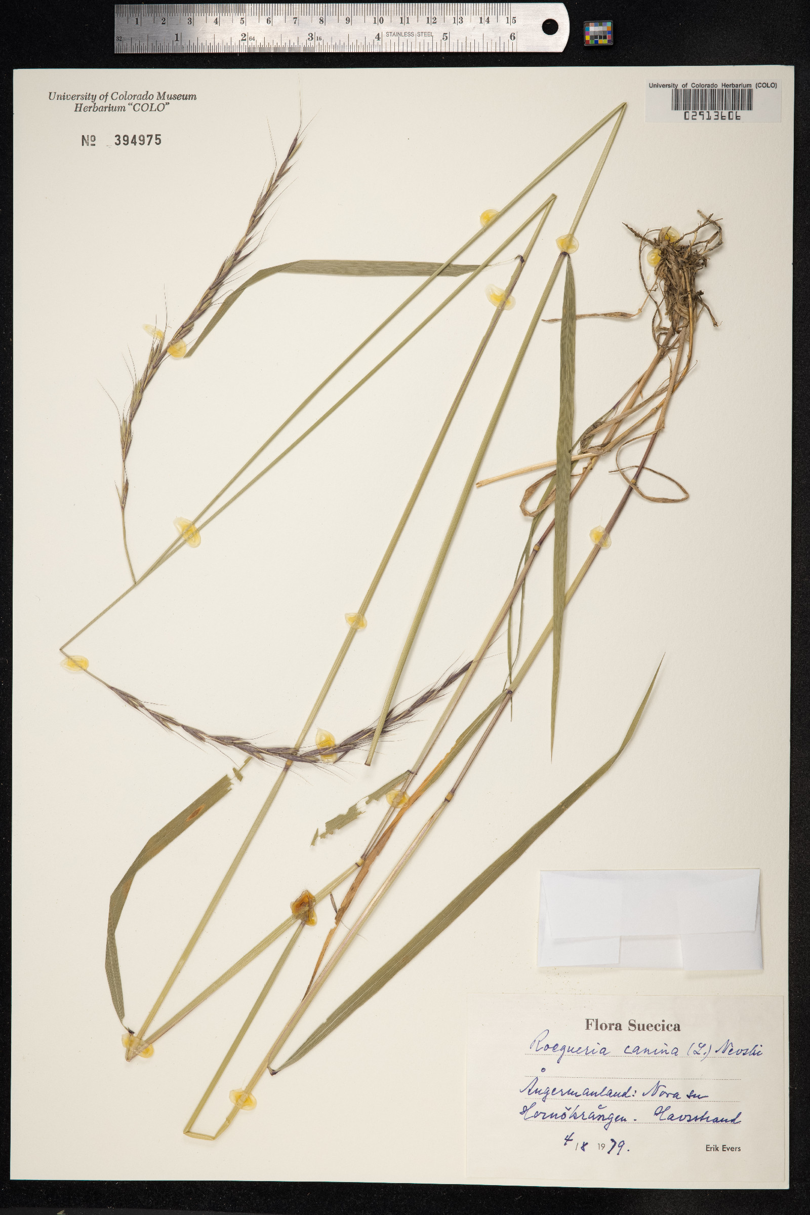 Elymus caninus image