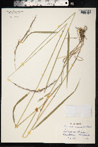 Elymus caninus image