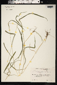 Elymus caninus image