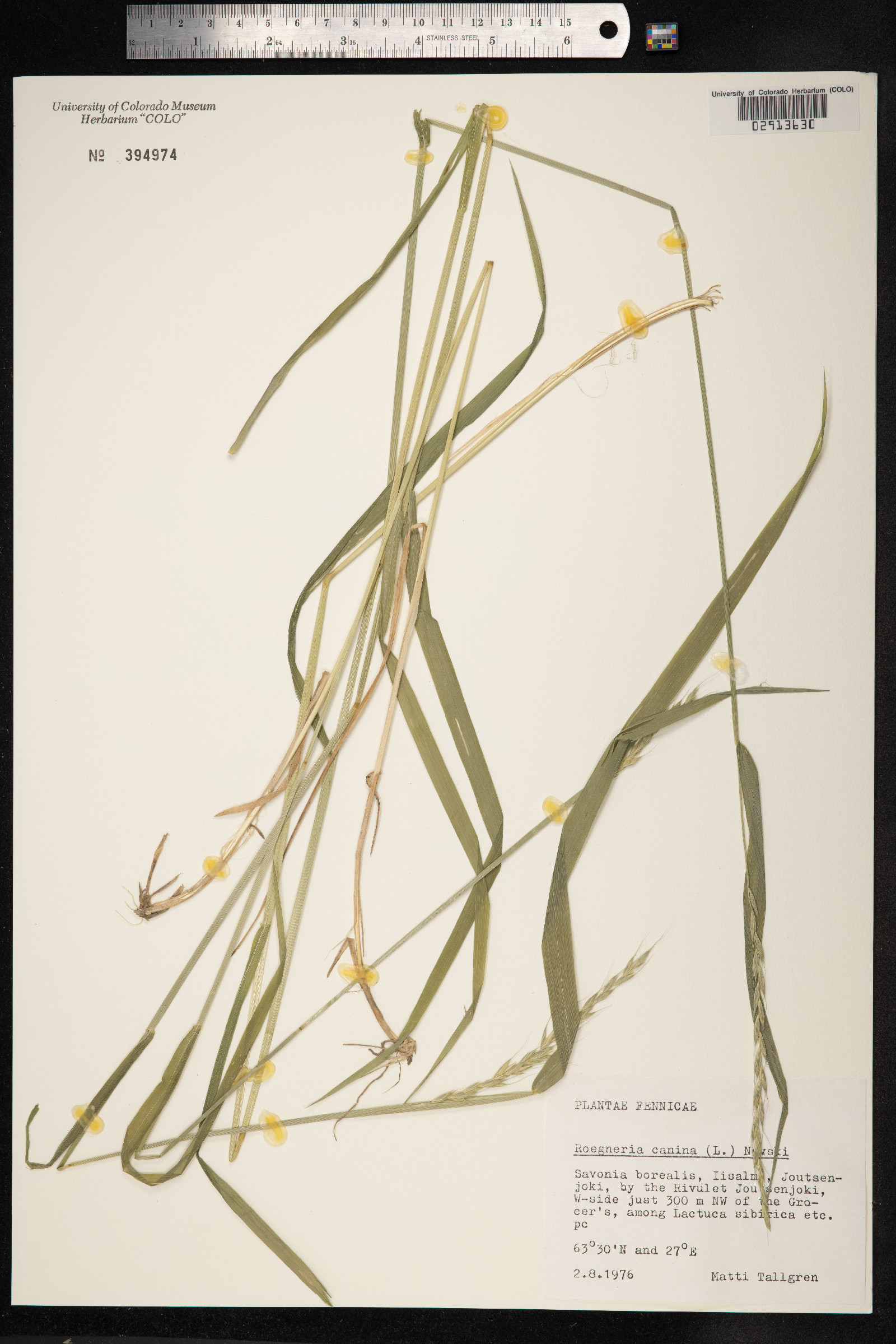 Elymus caninus image