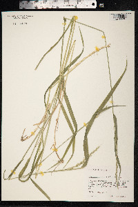 Elymus caninus image