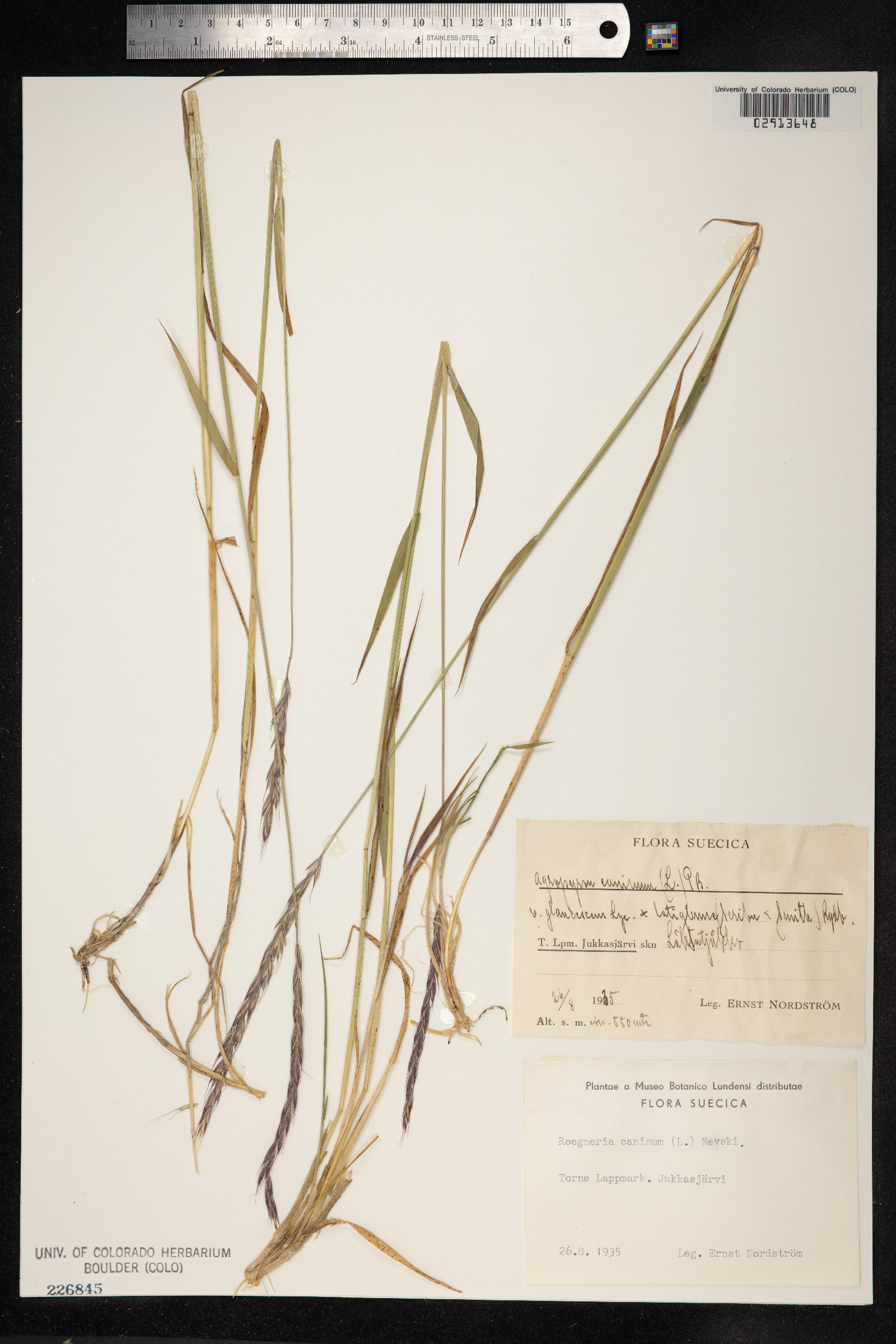 Elymus caninus image