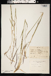 Elymus caninus image