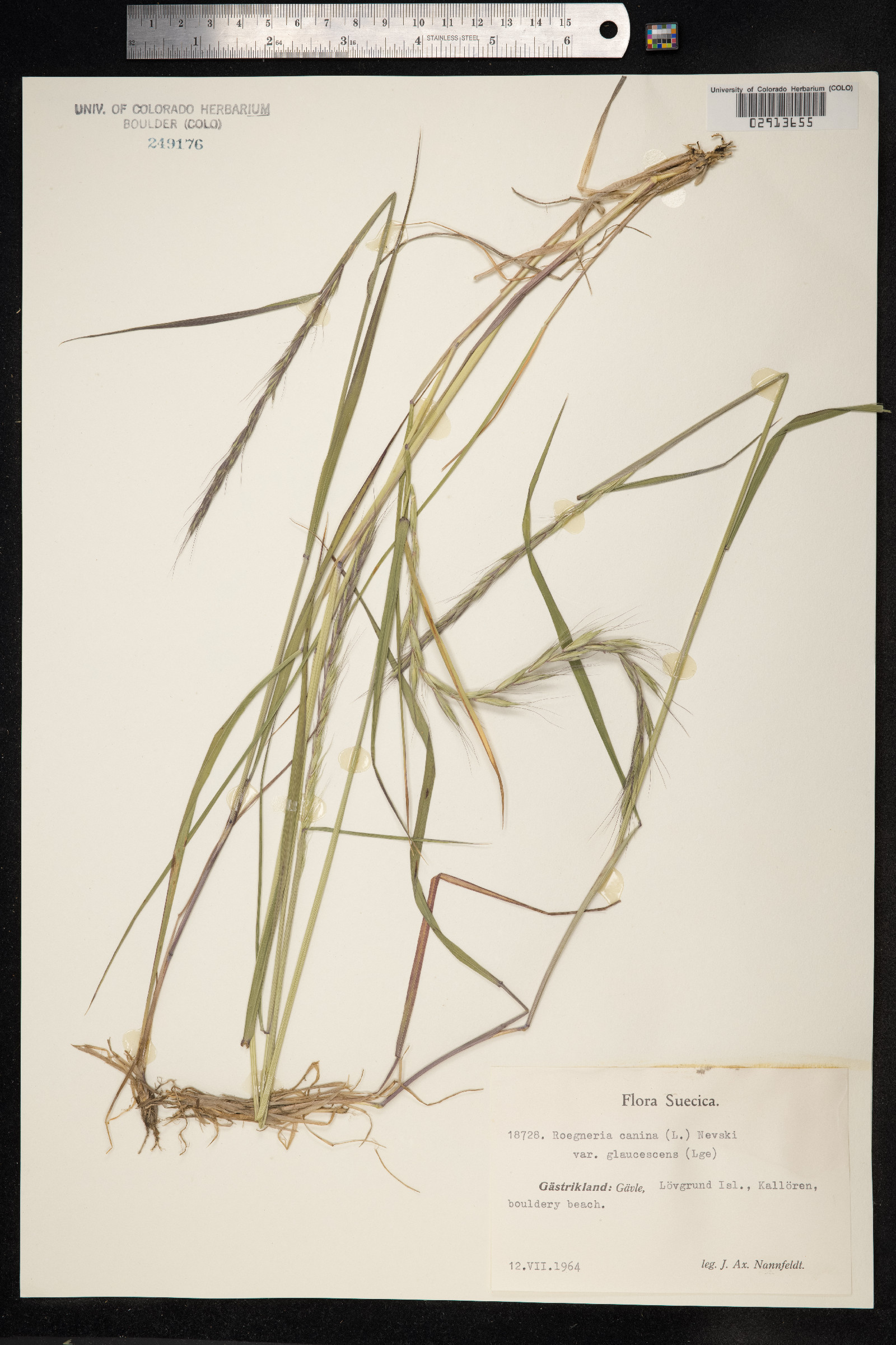 Elymus caninus image