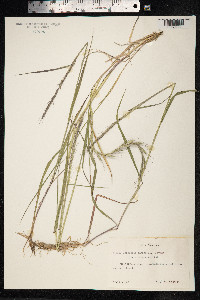 Elymus caninus image
