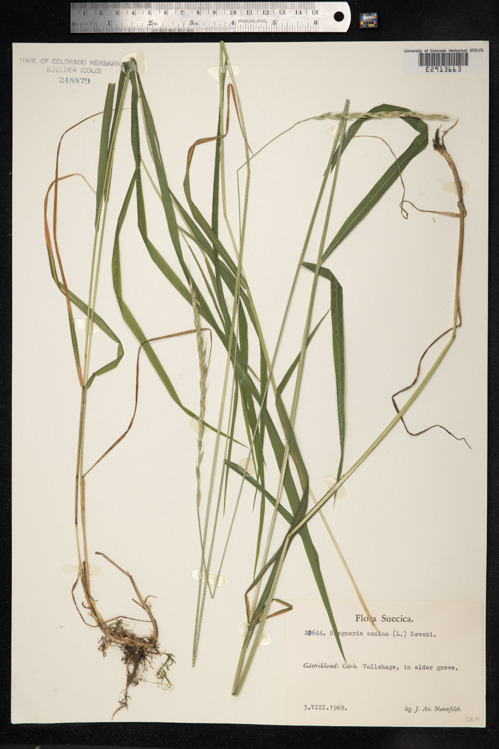 Elymus caninus image