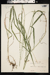 Elymus caninus image